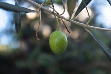 Close-Up of Ripe Olive on Tree Branch – Olive Tree Leaves and Fruit in Natural Sunlight for Organic Agriculture and Mediterranean Themes. High quality photography