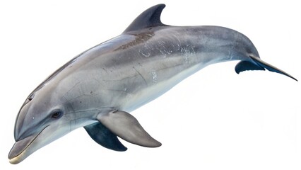 Fototapeta premium Dolphin in water, ocean, sea, for poster, advertisement, calendar, banner. On a white background