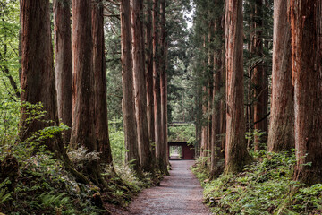 戸隠神社参道・随神門と杉並木