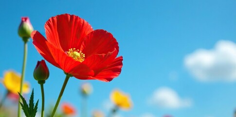 Obraz premium Large scarlet globemallow flower against a blue sky, globemallow, yellow, flowers