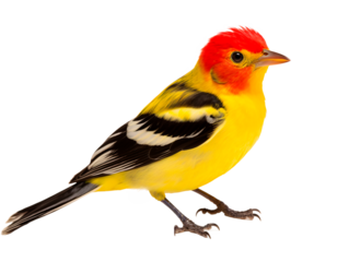 a yellow bird with a red head