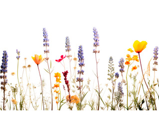 a group of flowers in a row