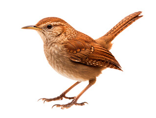 a bird standing on a white background