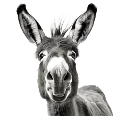 Selbstklebende Fototapeten a donkey with large ears © Diego