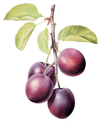 PNG Plum branch fruit plum illustration.