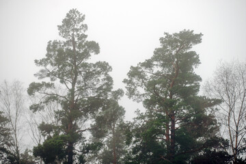 trees in the forest, nacka,sweden,sverige,mats,stockholm,winter,autumn