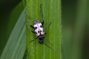 Gefleckter Bl&uuml;tenbock - Pachytodes cerambyciformis