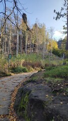 landscape nature background forest autumn summer trees leaves blue sky