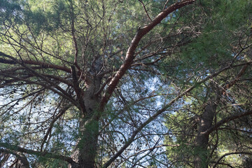 Fototapeta premium Top of pine tree on a sunny day. Pine landscape for publication, poster, calendar, post, screensaver, wallpaper, postcard, banner, cover. High quality photo