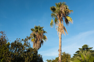 Tall Palm Trees Against a Bright Blue Sky with White Clouds. This photo captures the essence of a...