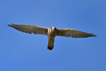 osprey in flight