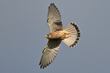 Kestrel in flight 