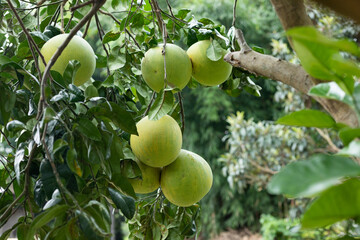 Grapefruit fruit on the branch