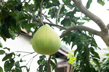 Grapefruit fruit on the branch