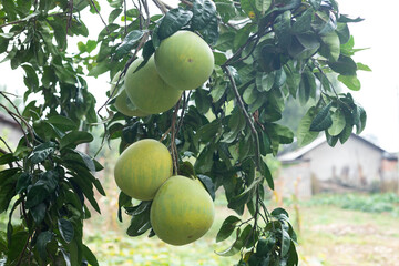 Grapefruit fruit on the branch