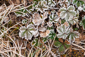 Background. Close-up. Frosted leaves of geranium pusillum commonly known as small-flowered cranesbill or small geranium. 