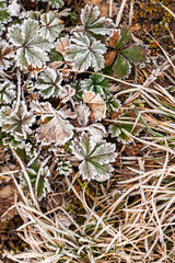 Background. Close-up. Frosted leaves of geranium pusillum commonly known as small-flowered cranesbill or small geranium. Poland 