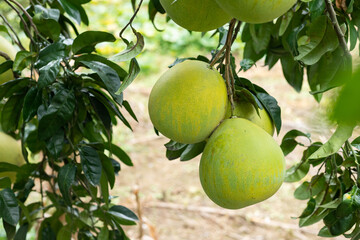 Grapefruit fruit on the branch