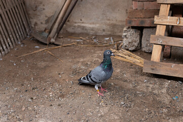 A carrier pigeon with grey feathers