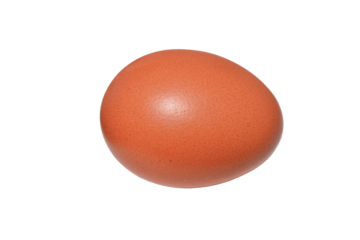 chicken egg isolated on transparent white background