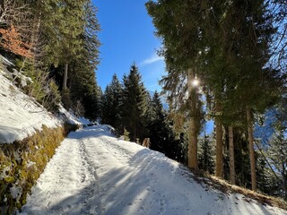 Alpine forest trails in a typical winter environment and under fresh snow cover on the Swiss Alps mountain massif, Klosters- Canton of Grisons, Switzerland (Kanton Graubünden, Schweiz)