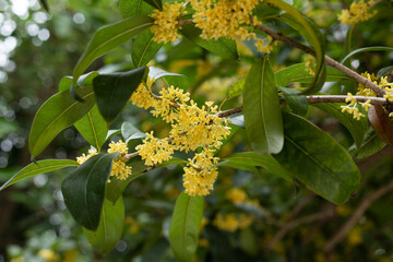 Osmanthus plants in full bloom