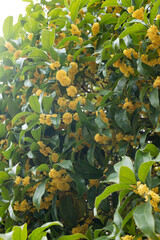 Osmanthus plants in full bloom