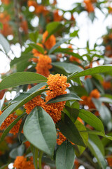Osmanthus plants in full bloom