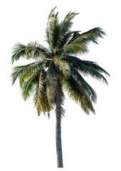 Coconut tree on transparent background with clipping path and alpha channel..