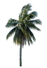Coconut tree on transparent background with clipping path and alpha channel..
