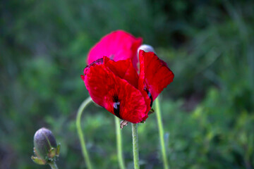 Red poppies on a green meadow. Plants from the Red Book