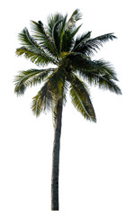Obraz premium Coconut tree on transparent background with clipping path and alpha channel..