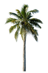 Coconut tree on transparent background with clipping path and alpha channel..