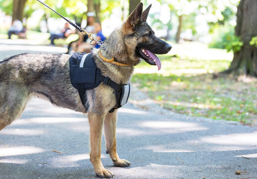 German shepherd service dog standing alertly in a park on a sunny day, wearing a harness and leash - Powered by Adobe