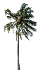 Coconut tree on transparent background with clipping path and alpha channel..