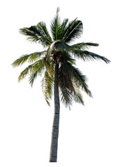 Coconut tree on transparent background with clipping path and alpha channel..