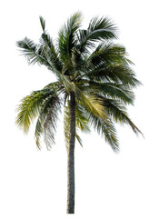 Coconut tree on transparent background with clipping path and alpha channel..