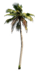 Coconut tree on transparent background with clipping path and alpha channel..