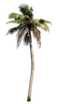 Coconut tree on transparent background with clipping path and alpha channel..