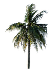 Coconut tree on transparent background with clipping path and alpha channel..