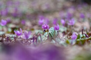 匠の森公園のカタクリ