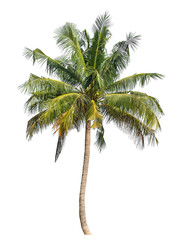 Coconut tree on transparent background with clipping path and alpha channel..