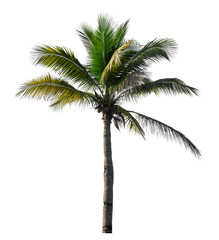 Coconut tree on transparent background with clipping path and alpha channel..