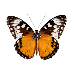 Orange and White Butterfly: A stunning close-up of a vibrant butterfly with intricate patterns on its wings, showcasing the beauty and fragility of nature.  