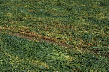 Freshly Cut Grass Field with Visible Track Lines in Rural Landscape. Rural life, agricultural practices, and the beginning stages of hay or silage production. High quality photography
