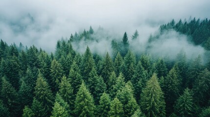 Lush Green Forest with Misty Fog Covering Dense Tree Canopy