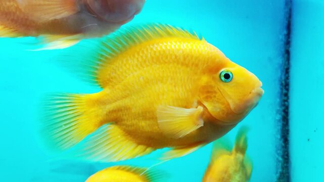 Cichlasoma severum is a colorful cichlid native to South America. Large orange-yellow fish in an aquarium, close-up