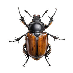 Close-up of a Brown and Black Beetle with Thorns  
