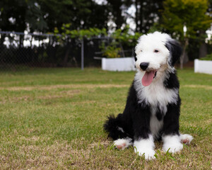 Sheepadoodle pupply sitting on a lawn