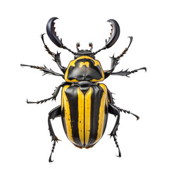 Striped Jewel Scarab Beetle Close-up 